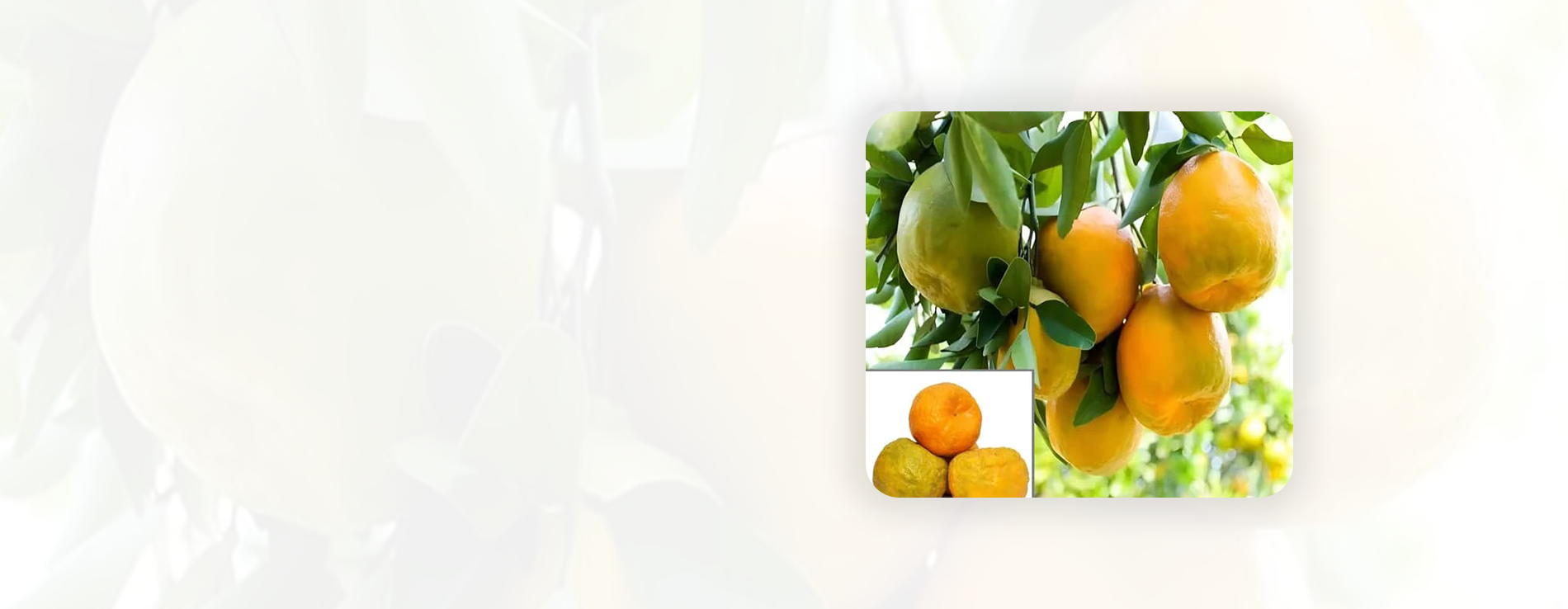 krishi 2 Best Online Plants in West Bengal
