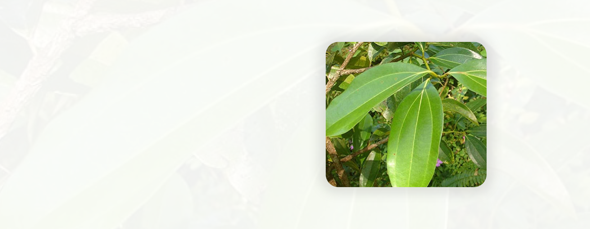 krishi 3 Best Online Plants in West Bengal