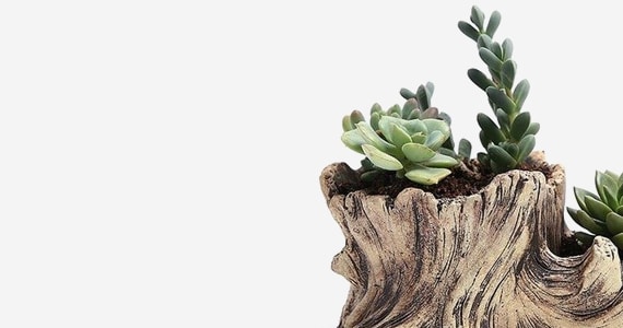Best Online Plants in West Bengal