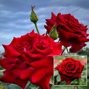 Red King Rose