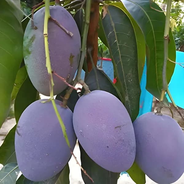Best Online Plants in West Bengal