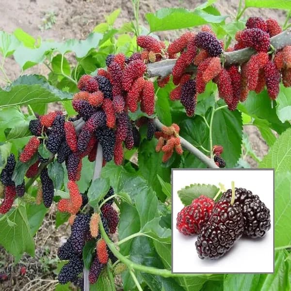 Best Online Plants in West Bengal