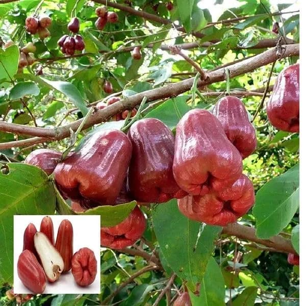 Best Online Plants in West Bengal
