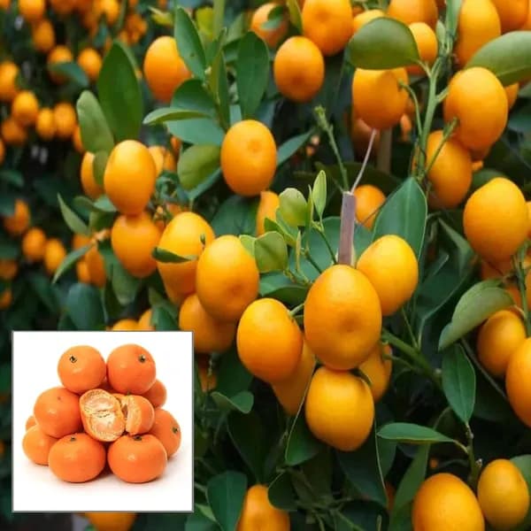 Chaina Orange Santra