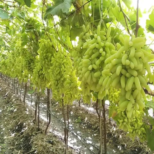 Grapes Leyring