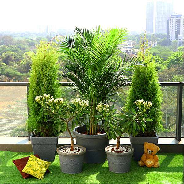 nurserylive-combo-packs-plants-popular-outdoor-plants-for-gardening-on-terrace-16969219211404