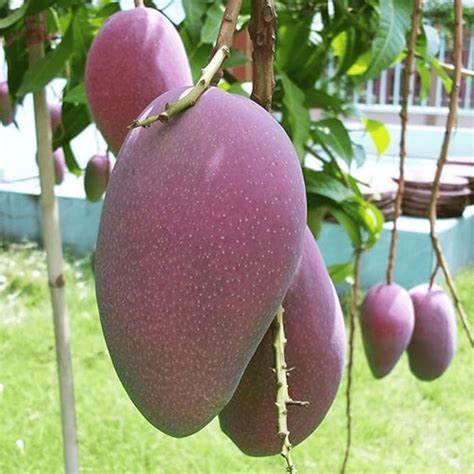Grafted BN7 Mango Plant in Grow Bag – Krishi Kanan Nursery