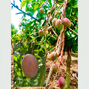 6-feet King of Chakapat Mango Plant with flowers and small developing mangoes, showing a ripe red Emperor mango in the corner, healthy grafted mango tree in growing condition