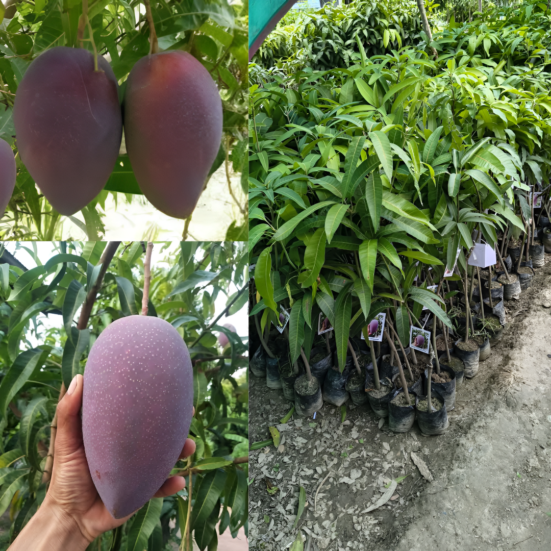 3.5-feet grafted King of Chakapat Mango Plants on right side, with three ripe red Emperor mangoes in left top and bottom corners, healthy young mango plants in growing condition