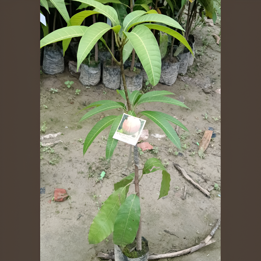 3-feet grafted King of Chakapat Mango Plant, healthy young mango tree ready to grow, ideal for kitchen gardens, terraces, balconies, and yards