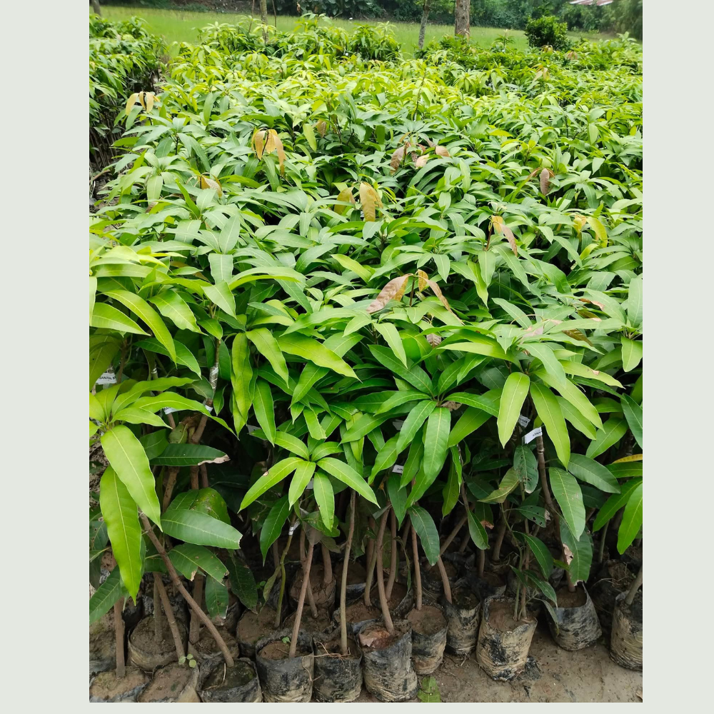 Grafted Red Ivory Mango Plant 2.5-3.3 ft tall, healthy live plant ready to grow in garden or balcony