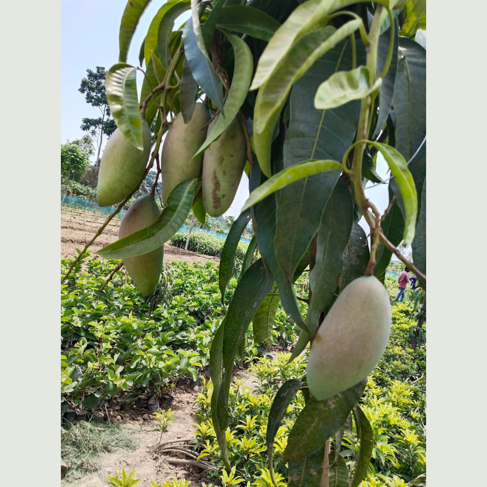 Red Ivory Mango Plant 5-7 ft tall with immature mangoes hanging, juicy exotic mango fruit in growing condition