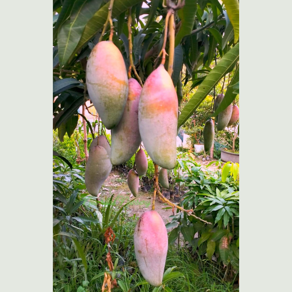 Red Ivory Mango Plant 5-7 ft tall with ripe red-yellow mangoes hanging, juicy exotic mango fruit ready to harvest