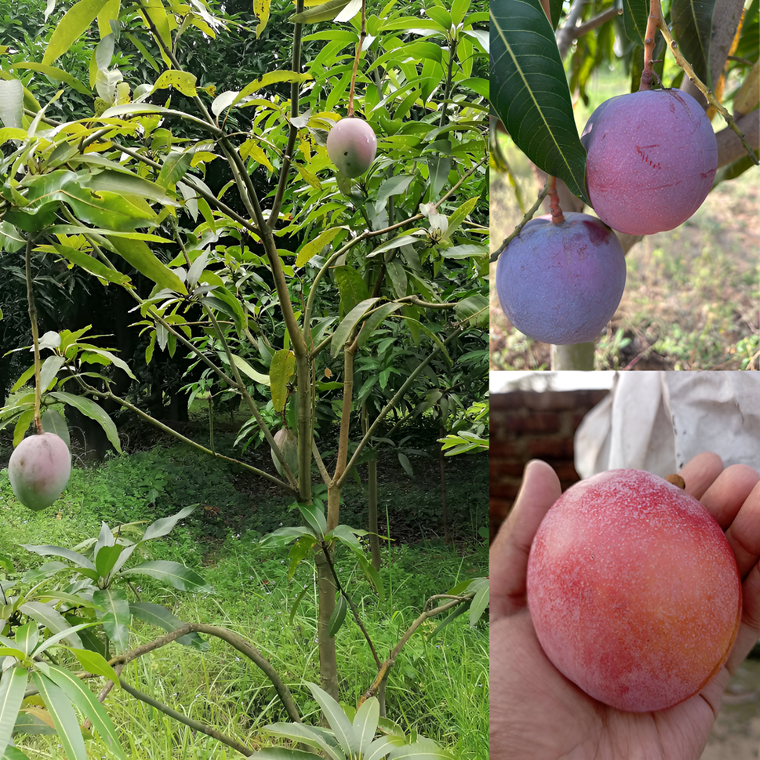 6-feet Tommy Atkins Mango Plant with hanging nearly ripe mangoes on the left, two ripe mangoes in the top-right corner, and one ripe mango held in hand at the bottom-left corner