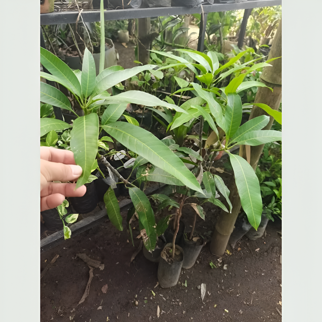 3-feet grafted Tommy Atkins Mango Plant, healthy young mango tree ready for sale, ideal for home gardens, terraces, balconies, and rooftop cultivation