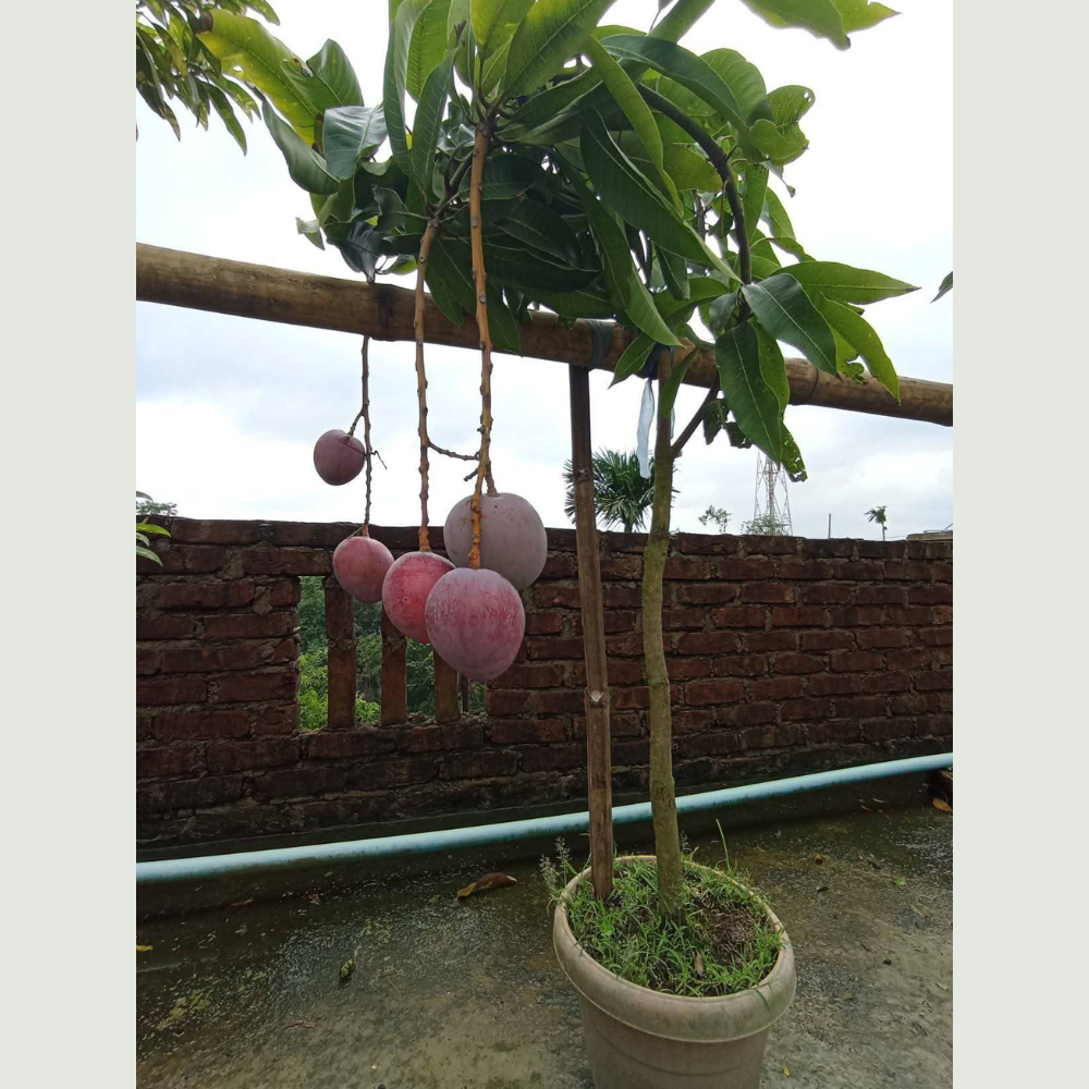 4.5-feet Tommy Atkins Mango Plant in a rooftop pot with five fully ripe, juicy mangoes, ready for harvest, ideal for home gardens and terraces