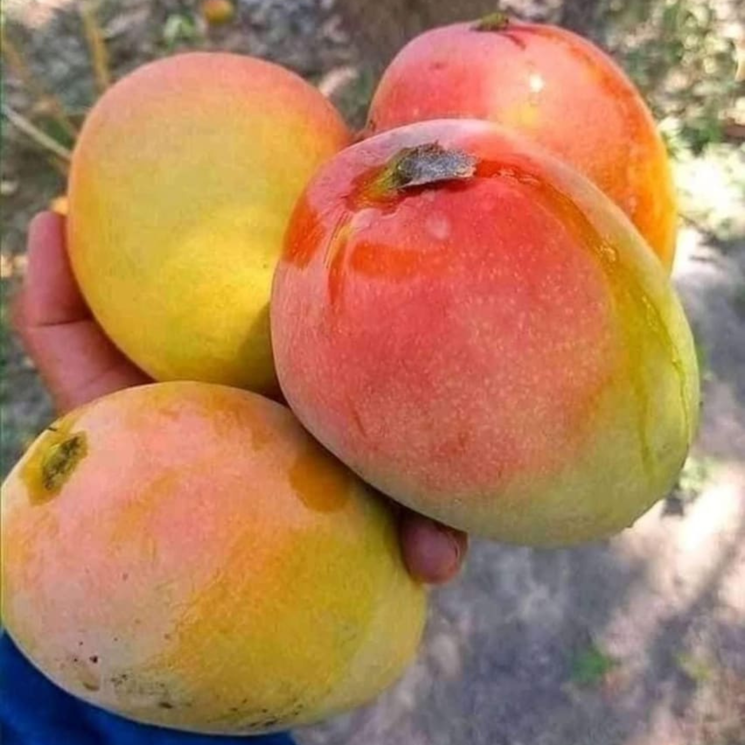 Four ripe Ambika Mangoes freshly harvested from the tree held in one hand