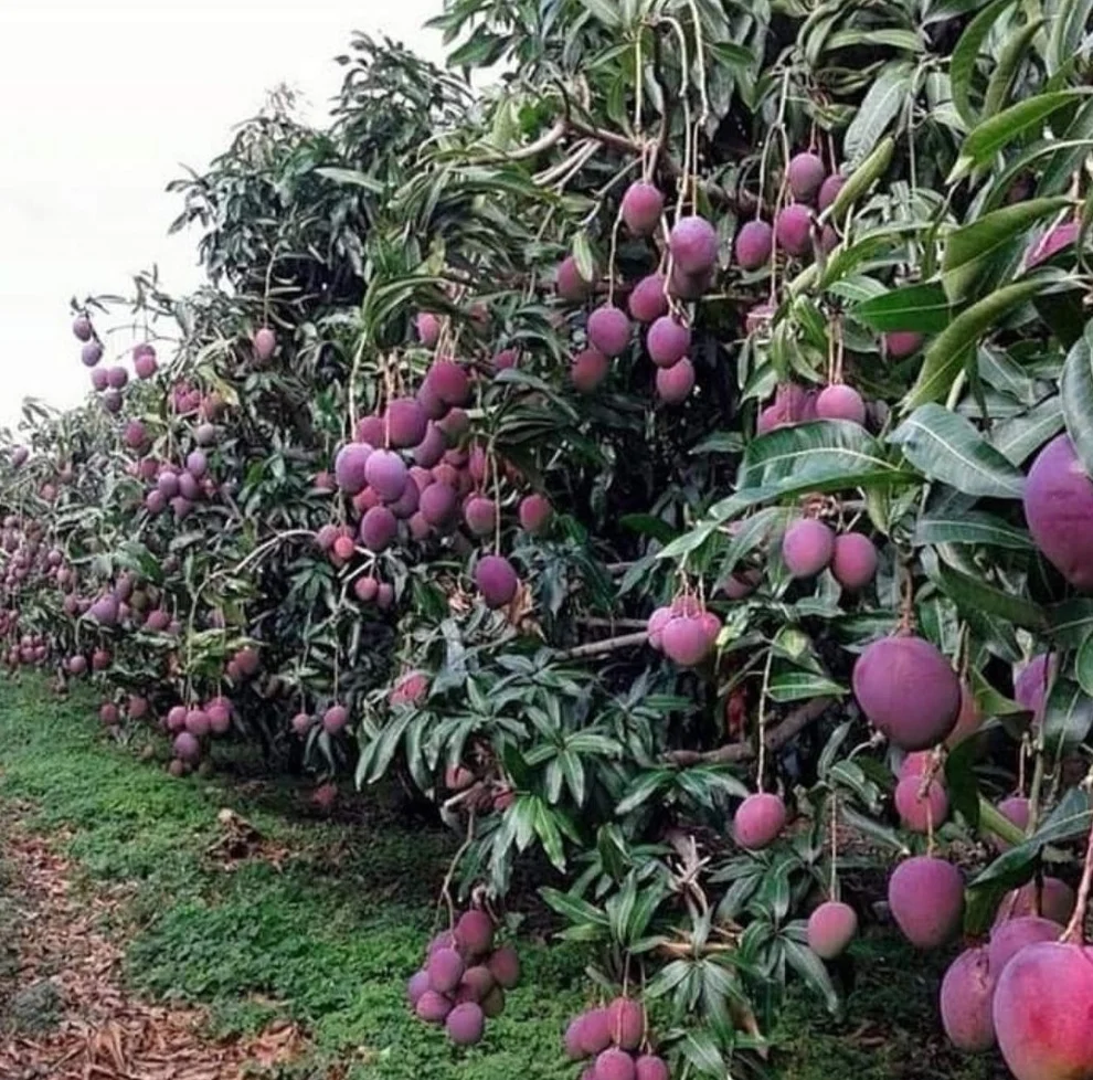 Arunika Mango orchard with trees full of red-purple mango fruits