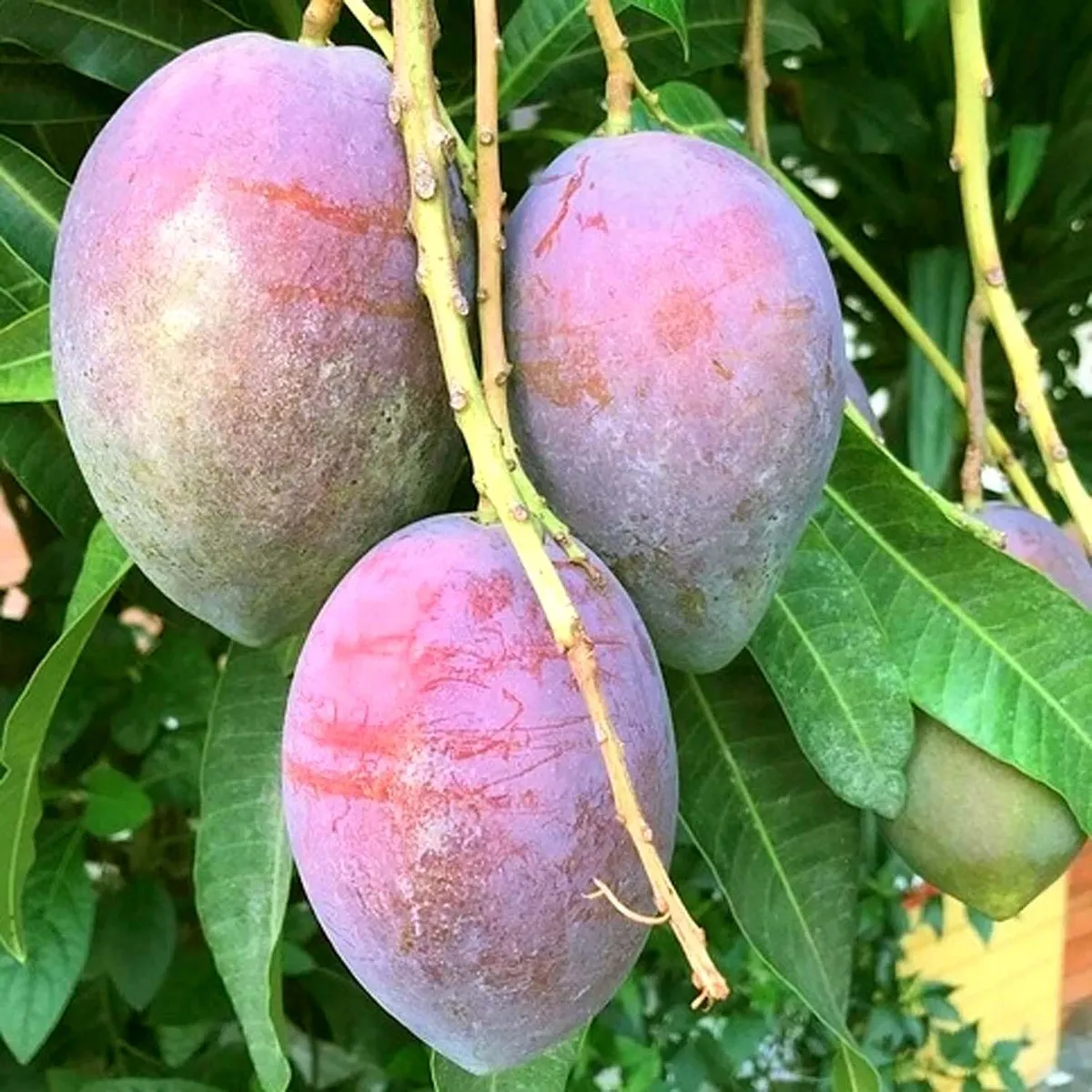 Close-up of Arunika Mango fruits with purple-red blush on tree