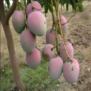 Arunika Mango fruits with red blush skin hanging on tree