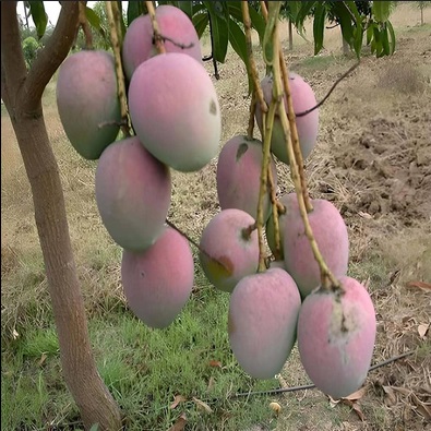 Arunika Mango fruits with red blush skin hanging on tree