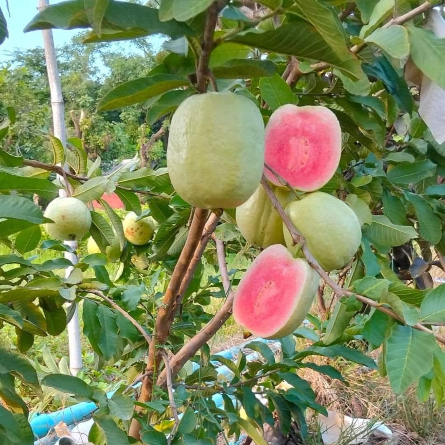 Guava plant with ripe fruits hanging below on healthy green branches