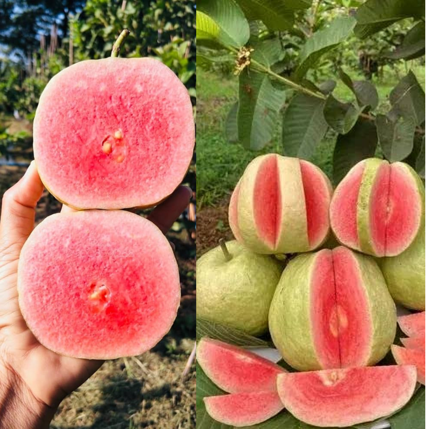 Red Diamond Guava cut in half on the left with ripe guavas piled on the right