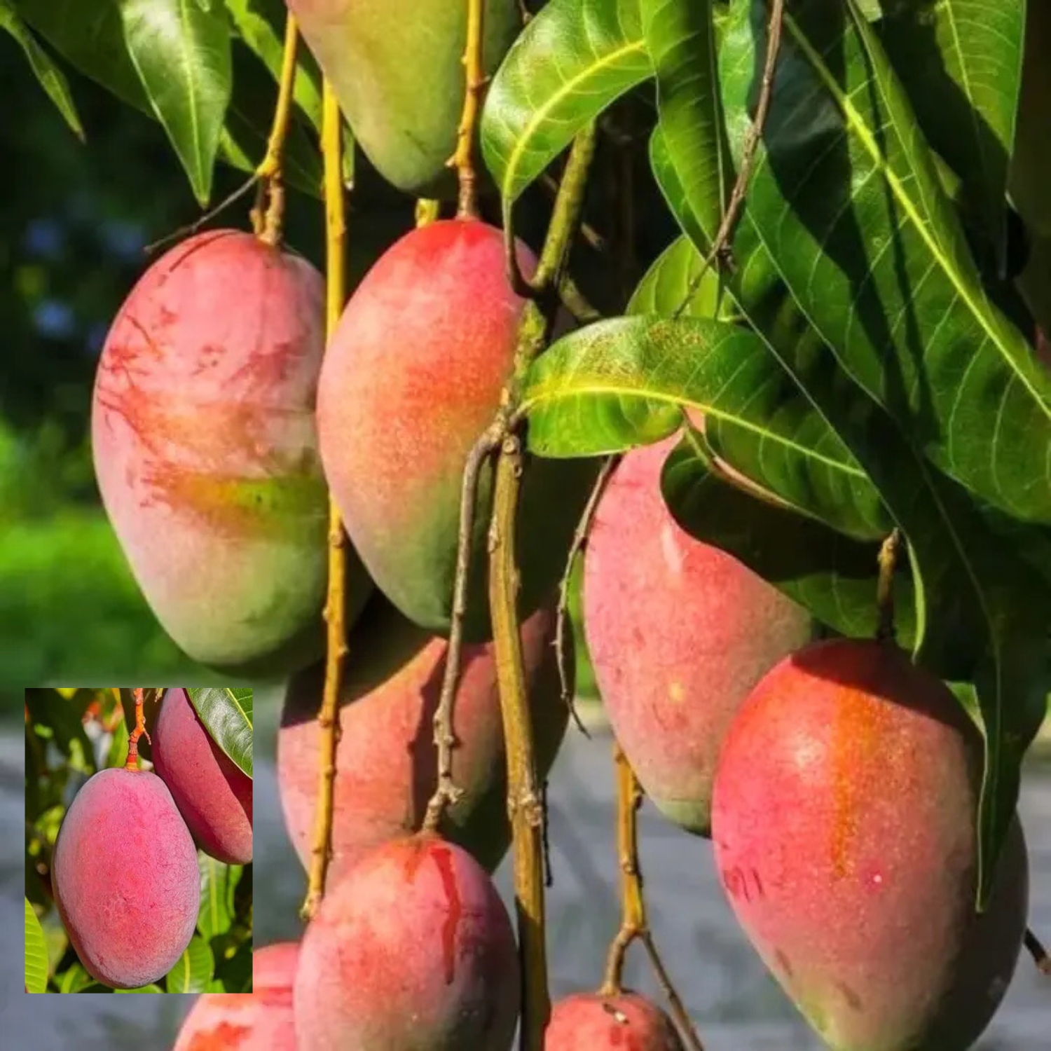 Ripe Ambika Mangoes hanging from a branch with vibrant red color, one mango zoomed for detail