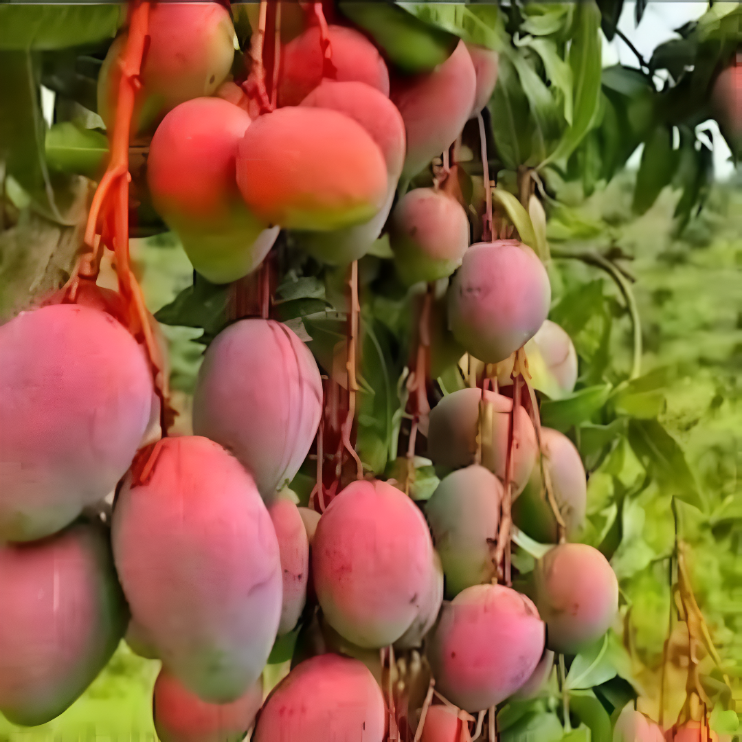 Plenty of ripe Ambika Mangoes hanging from a branch, showcasing their vibrant red color and beauty