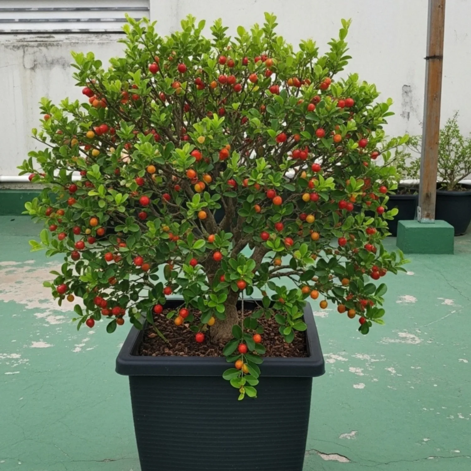 Healthy Barbados Cherry bonsai tree full of ripe and semi-ripe red fruits growing in a rooftop pot