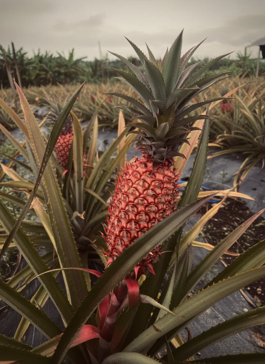 A vibrant red, immature pineapple fruit growing on its plant in a field, surrounded by spiky green-and-yellow leaves and black plastic mulch