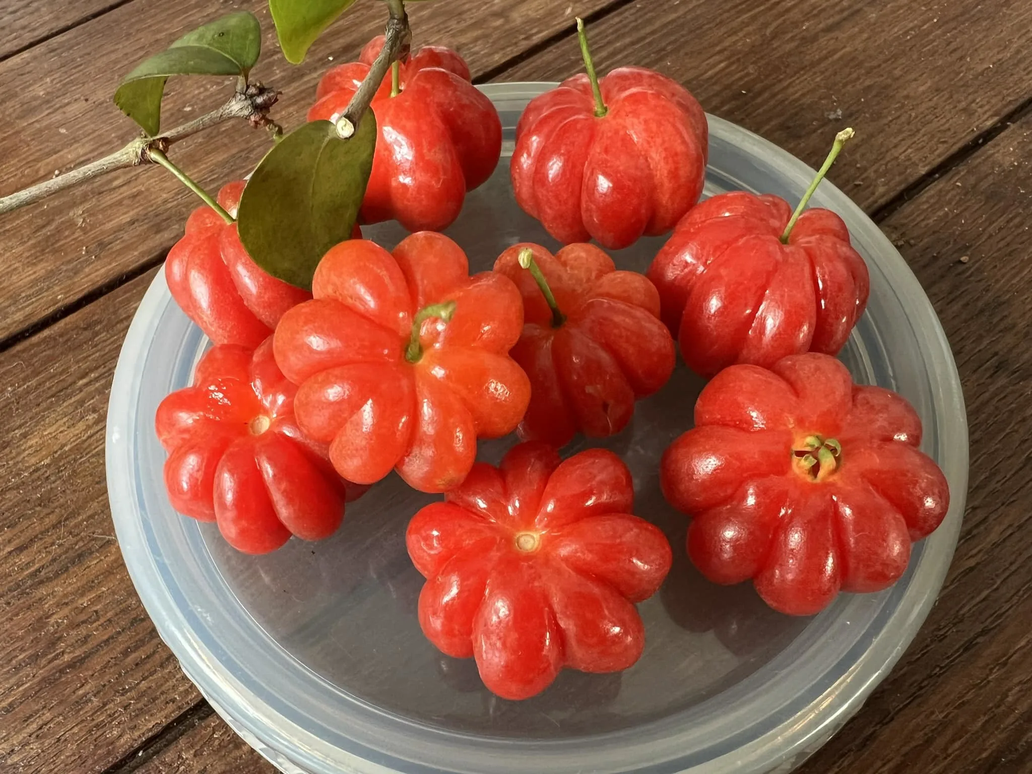 Freshly harvested ripe Red Surinam Cherries with glossy red skin placed on a plate