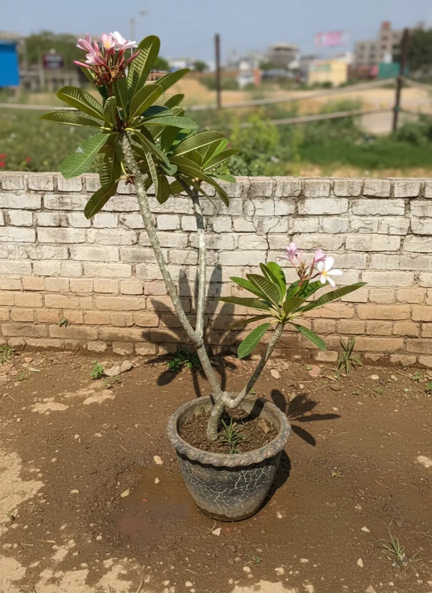 A young, blooming Plumeria Plant (Frangipani) in a weathered tub, featuring pink and yellow flowers against a low brick wall