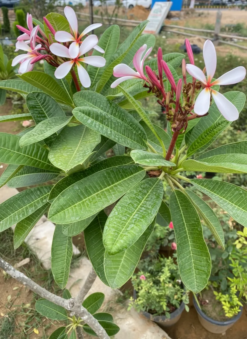 Close-up of Plumeria (Frangipani) flowers and thick, glossy green leaves, showing white and pink blooms with bright red buds