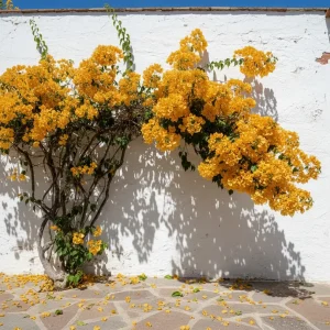 Mature Golden Bougainvillea Plant vine trained on a white wall, dropping golden-yellow petals onto the patio stones